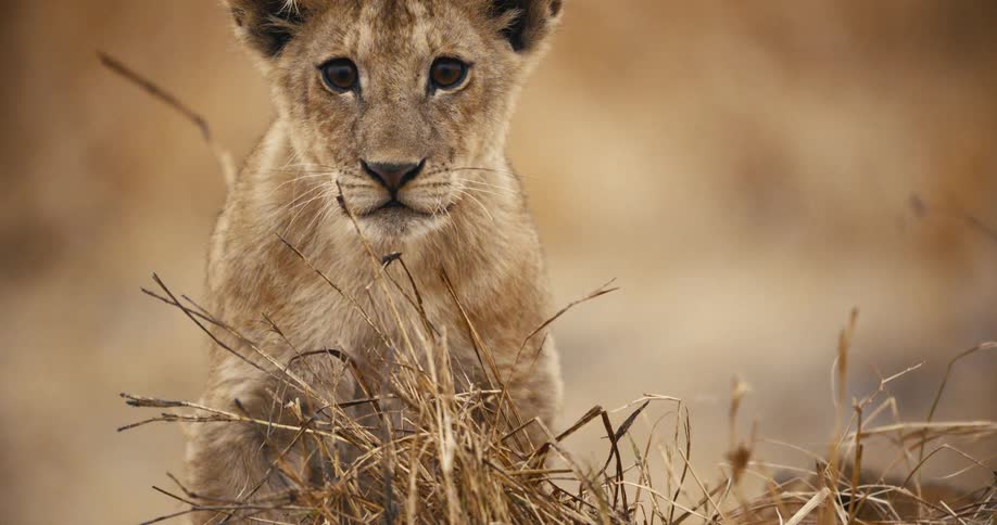 A curious lion cub stares directly ahead while sitting in dry grass