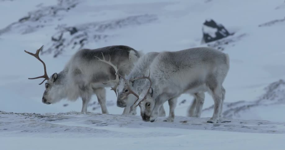 Reindeer are grazing in the snow together