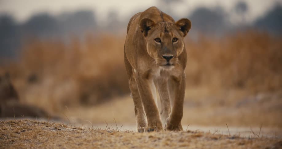 Lion walking through the jungle