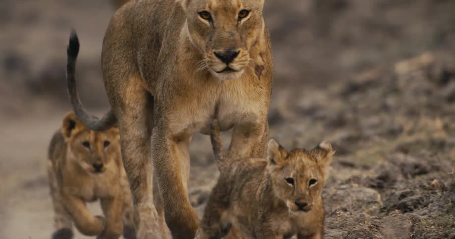 Cubs running towards mother lioness walking outdoors
