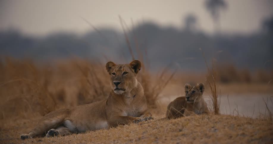 Lioness lies and observes with her cub on the savanna floor during daytime