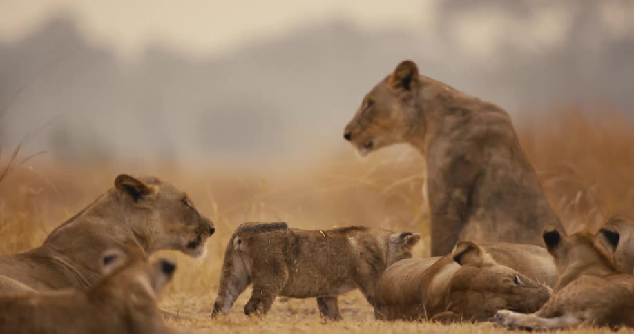 A pride of lions rests and interacts on dry grassland in a calm natural setting