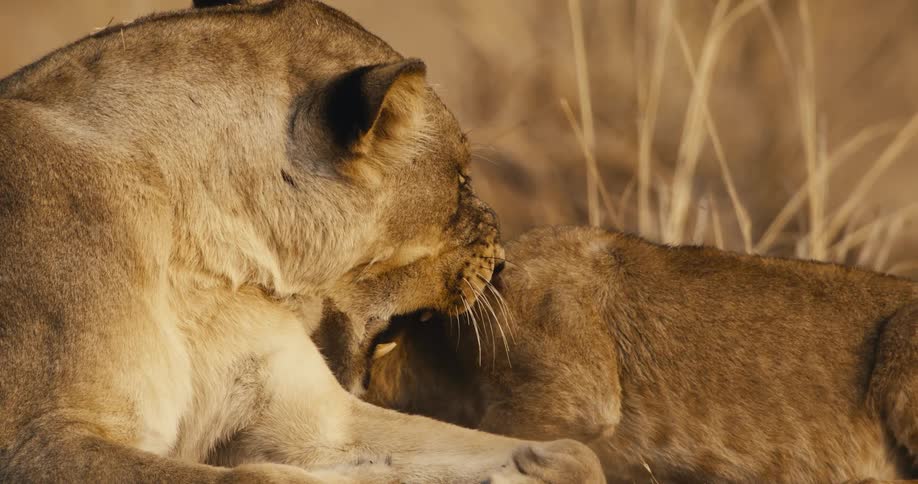 A lion cub annoys a lioness