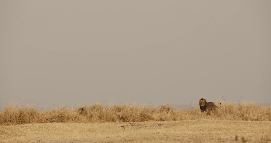 A lion stands in a field