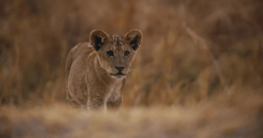 The small lion cub walks past the tall grass