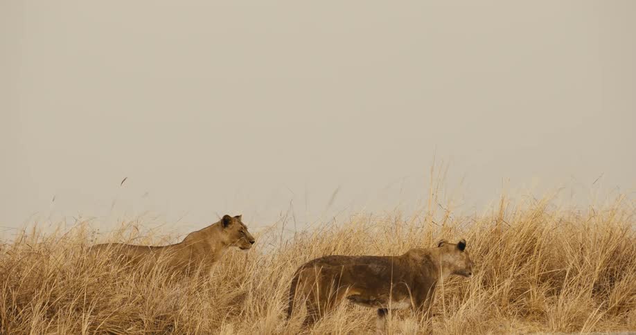 The lions walk through the tall yellow grass