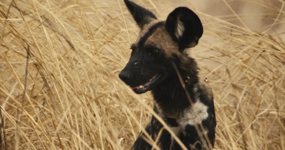 African wild dog sitting in tall grass in the savanna
