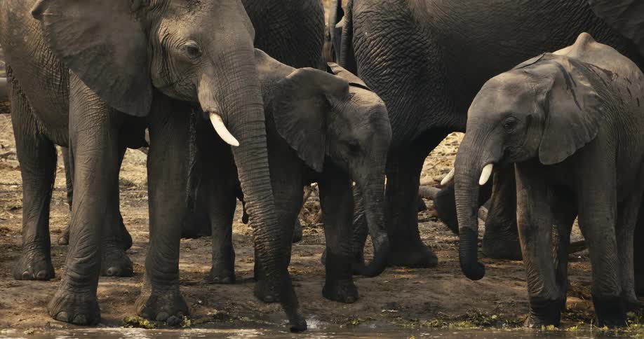 Adult elephants and calves drinking water at a river in the wilderness