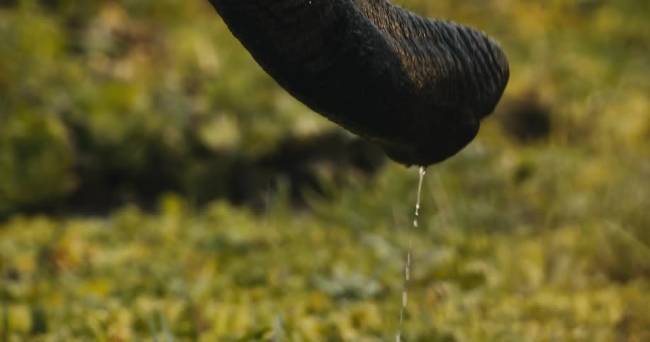 The elephant is drinking water