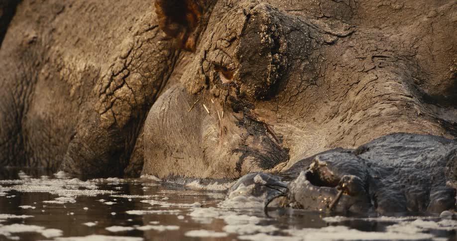 The hippo is in the water covered in mud