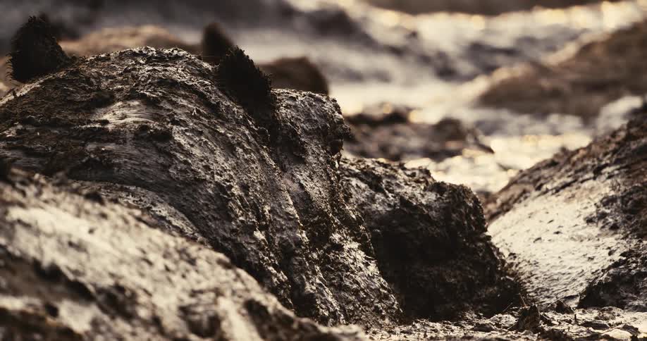 Hippopotamus partially submerged in a river of mud
