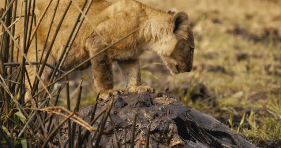 The lion cub is biting meat off the carcass