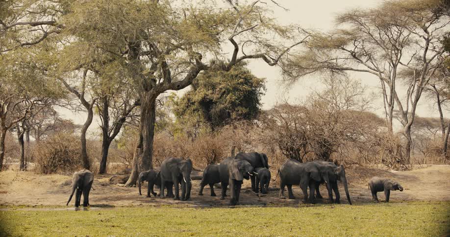 Herd of elephants grazing on a grassy pasture in the savannah