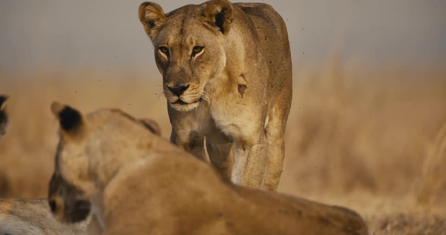 A lion lays on the ground while another lion approaches