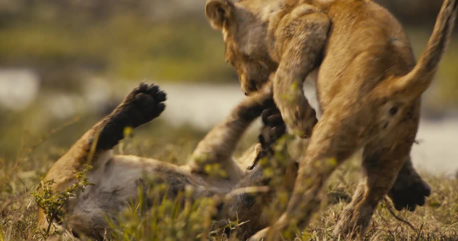 The lion cubs are rolling around together