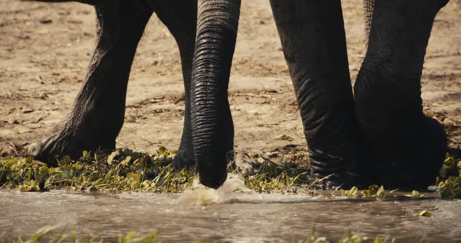 An elephant in the jungle stands beside a stream using its trunk to scoop water from the stream into its mouth