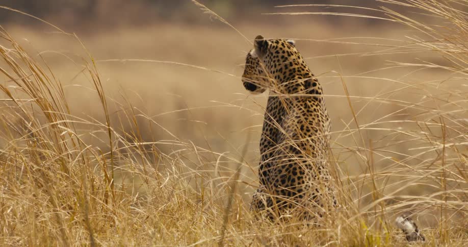 Wind blows the grass around the leopard
