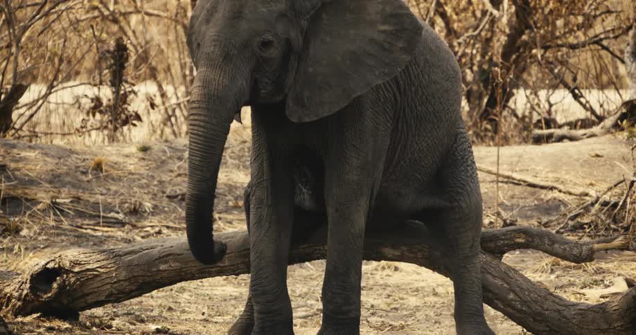 An elephant rubs its butt on fallen tree branch in the jungle during daytime