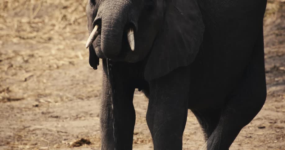 An elephant drinking river water at daytime