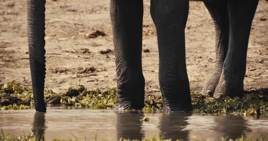 Elephant drinking water from a river