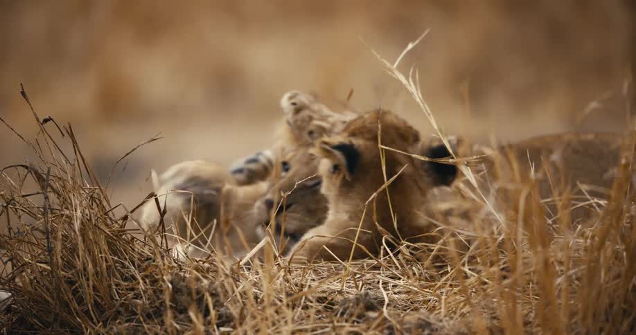 Lion cubs are wrestling in the grass