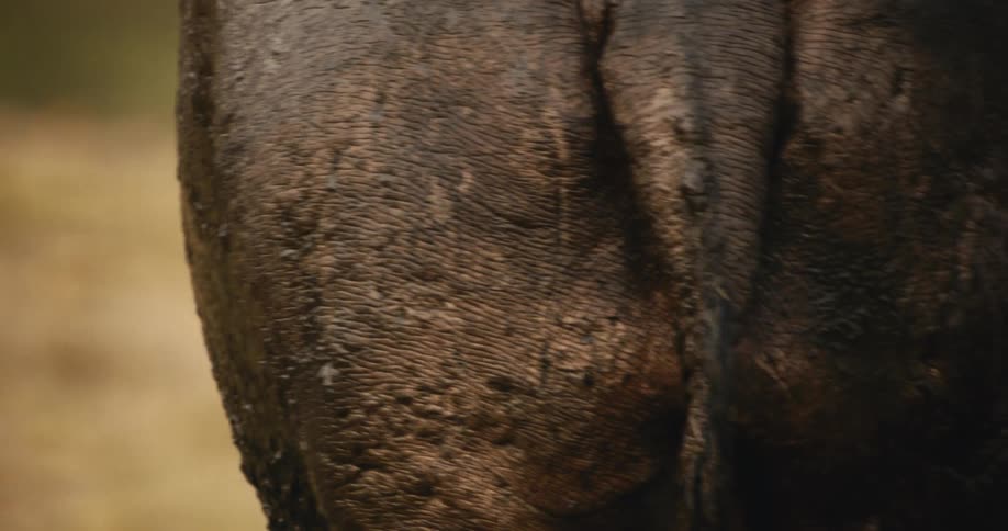 Body of a hippopotamus covered in mud walking