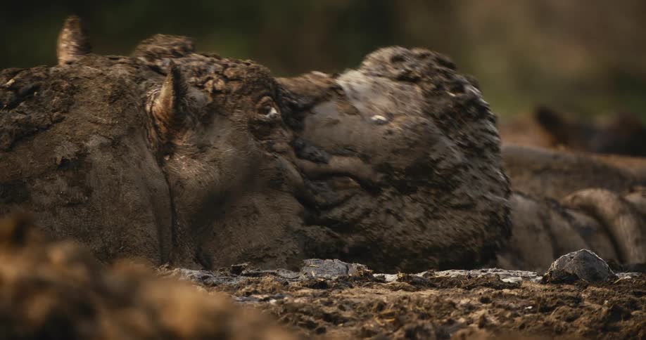A hippopotamus treads through the muddy water in the jungle