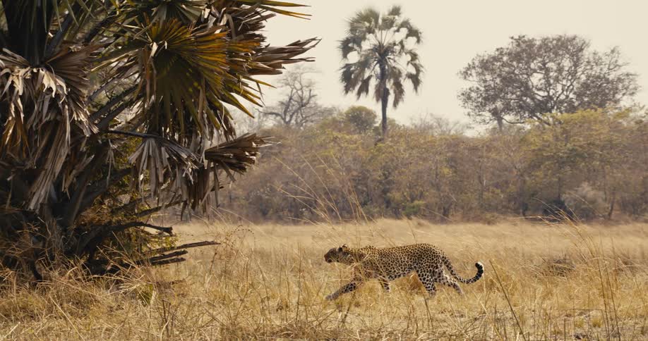 The leopard walks under the tree