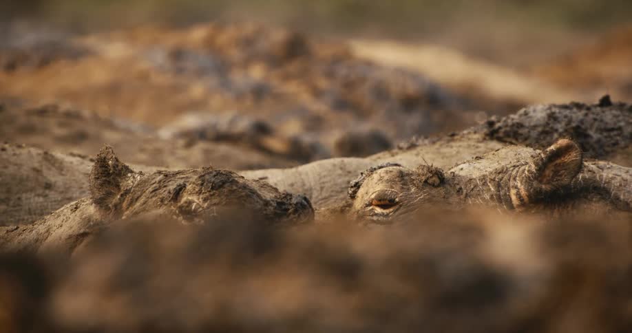 The hippos rest together in the mud