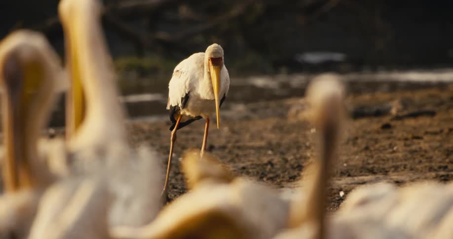 The bird is walking toward a flock