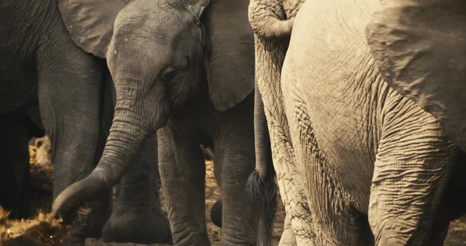 A herd of elephants