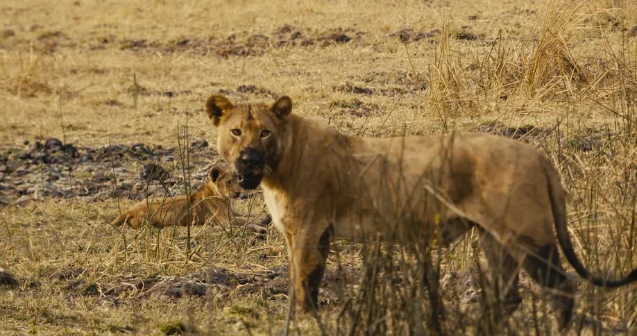 Mud is all over the lions face