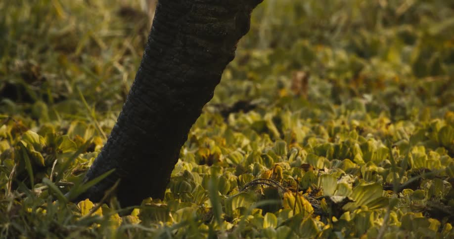 The elephant is drinking water from the marsh