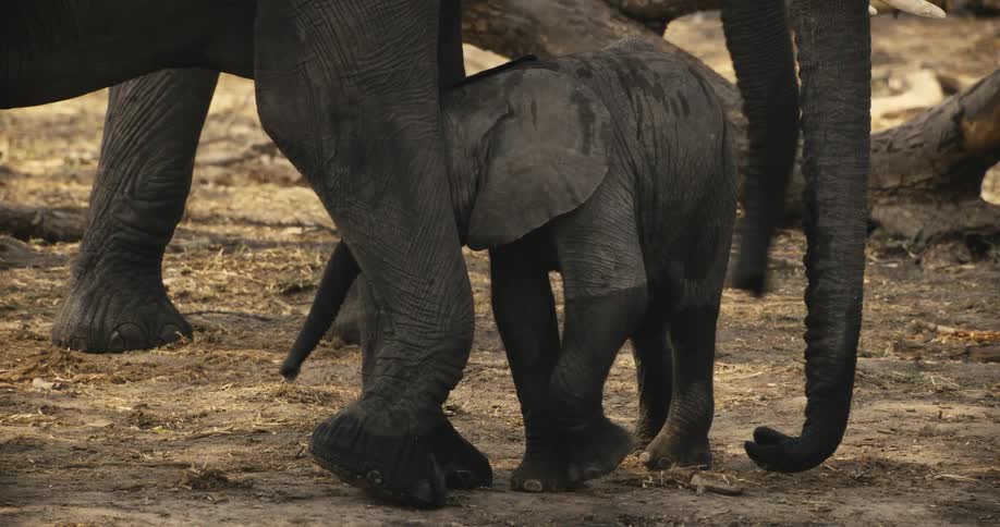 A baby elephant nudges its moms leg
