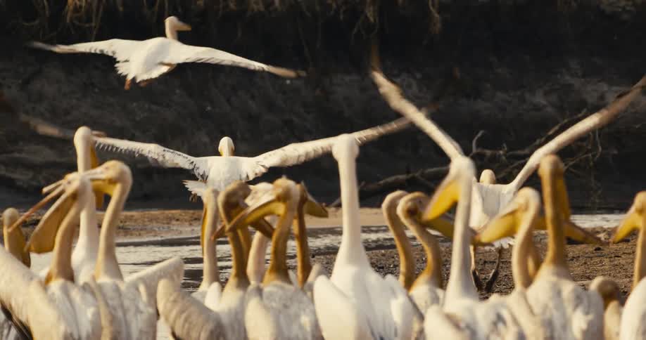 A flock of birds stands on the shore