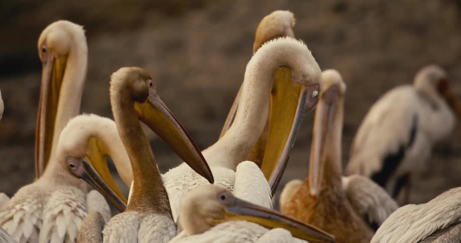 A group of pelicans gathers closely together