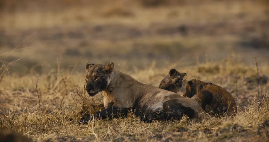A lioness lies in dry grass while her cubs play around her in the wild