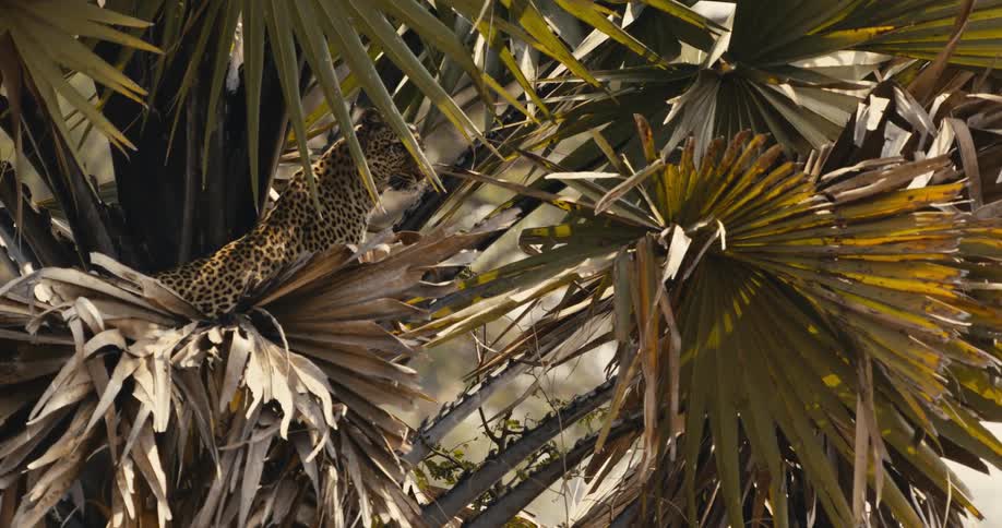 A leopard camouflaged among tropical leaves