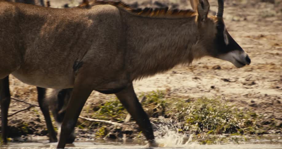 Two roan antelopes are drinking water at a muddy waterhole in a dry grassy area
