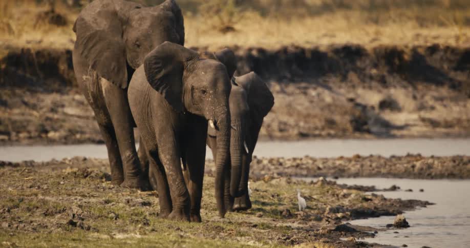 Three elephants walk together near a waterhole in the wild