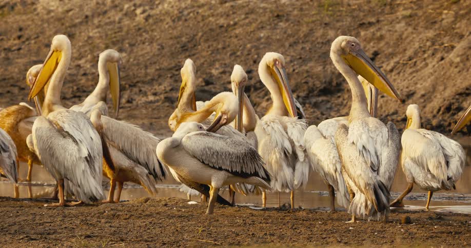 A group of pelicans stands and preens near a muddy water bank