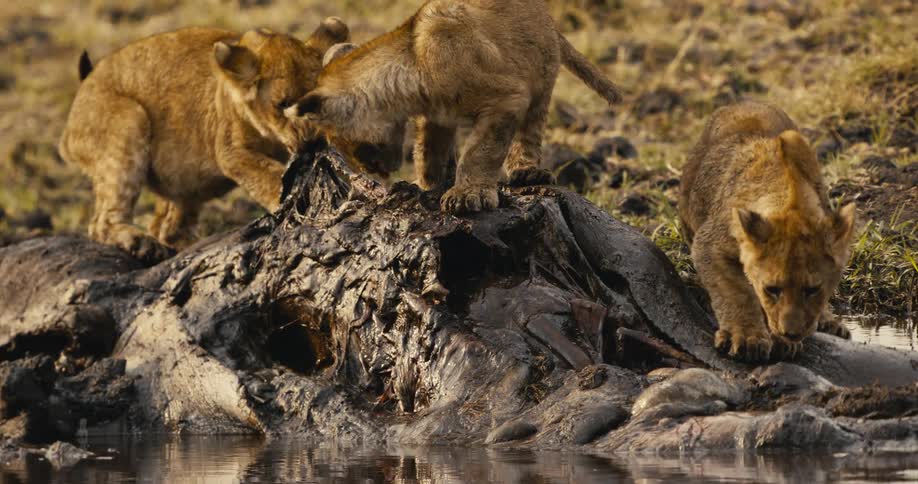 Lion cubs feed on a dead carcass in the savanna during daytime