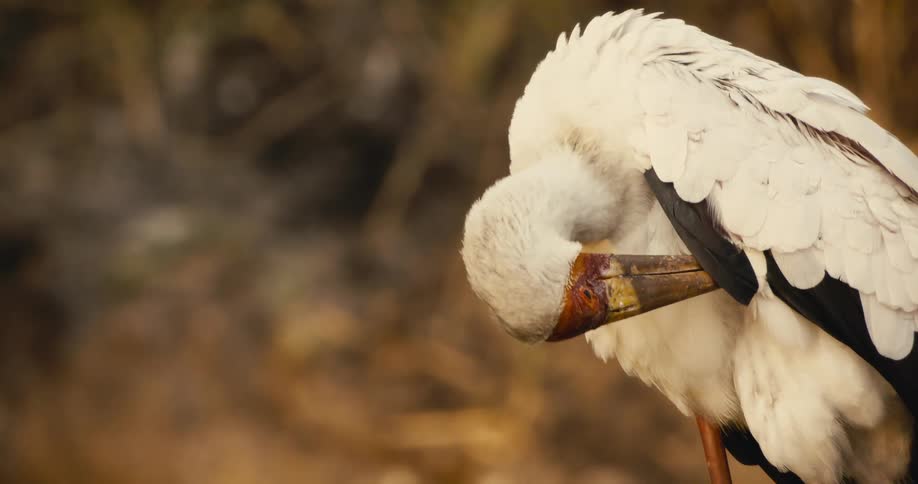 Bird with white fur and a long beak cleaning its own body