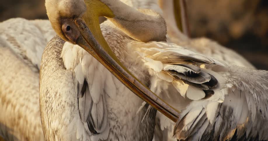 A closeup shot captures a pelican meticulously preening its feathers with its long beak