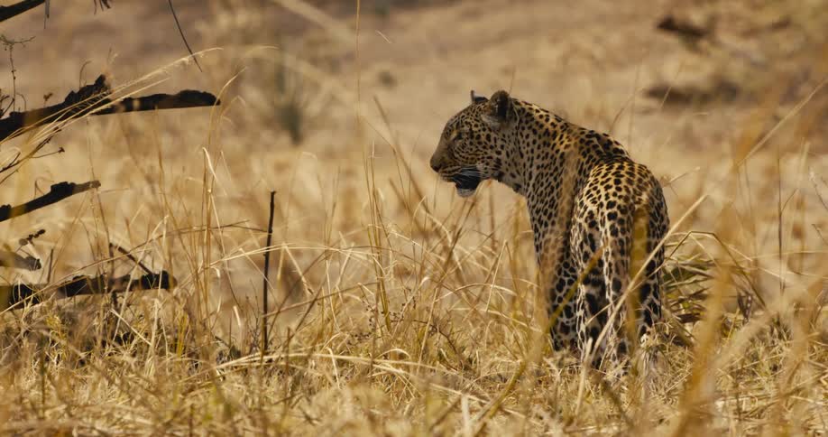 The leopard is standing in the shade
