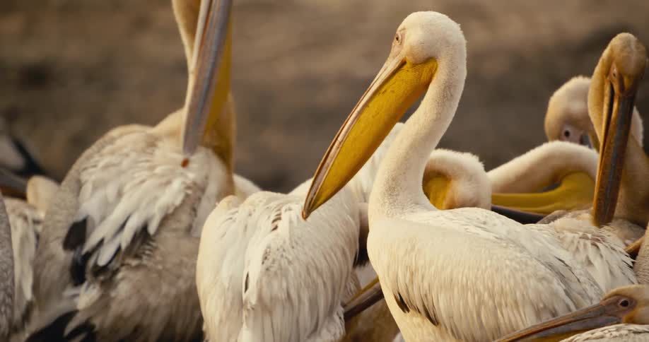 Group of pelicans outdoors
