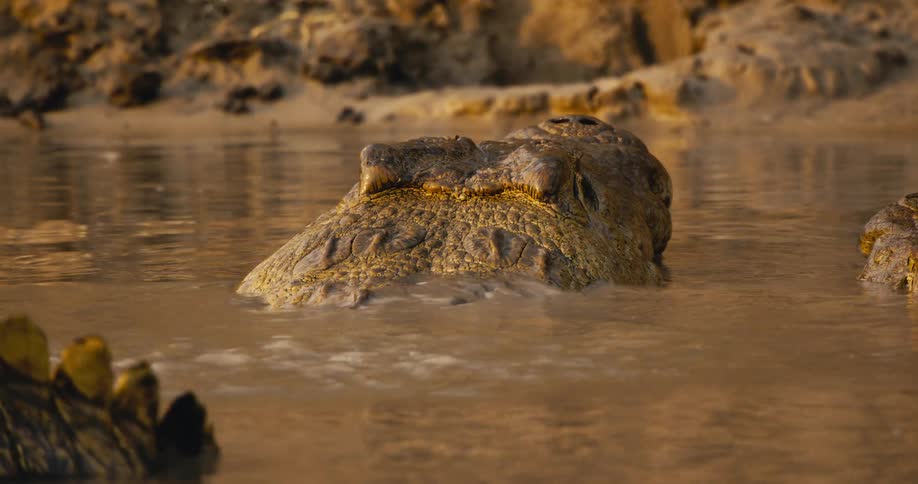 Crocodiles in a lake during the day