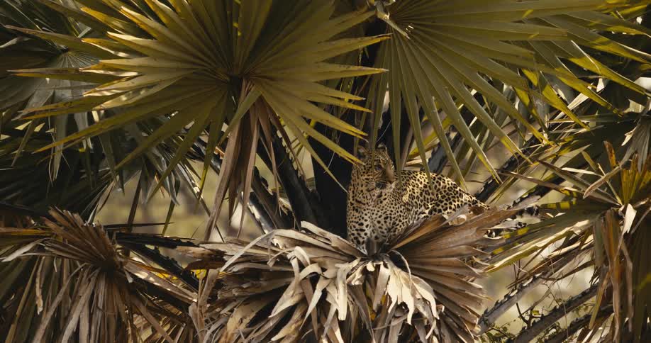 A leopard camouflaged in a tropical tree