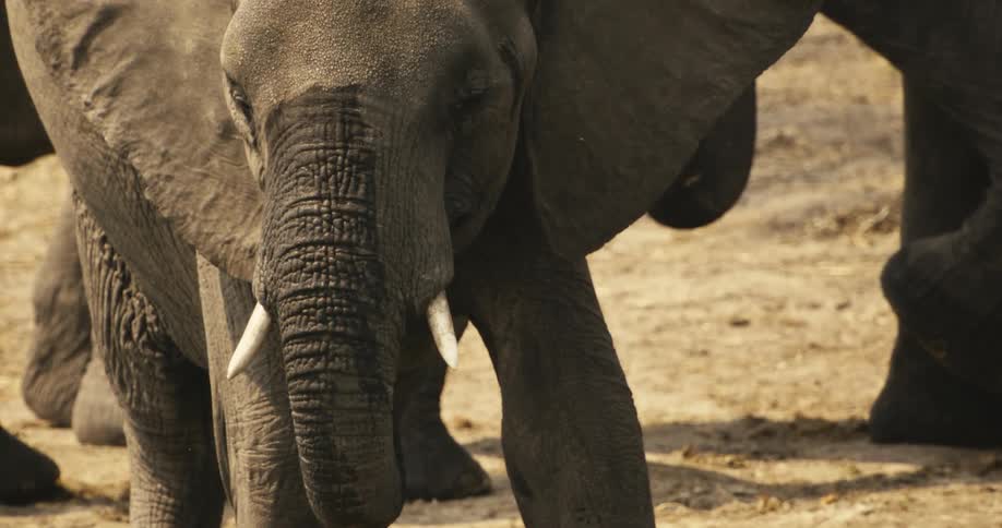 The elephant has mud on its trunk
