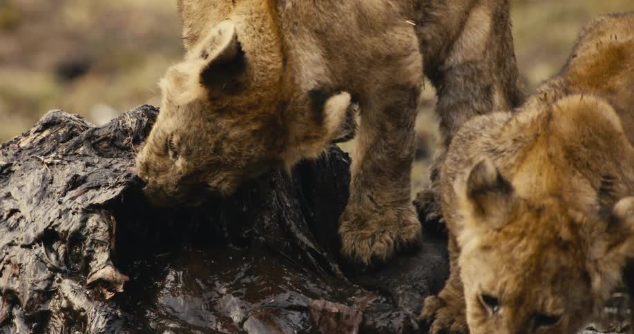 Two lion cubs eating carrion